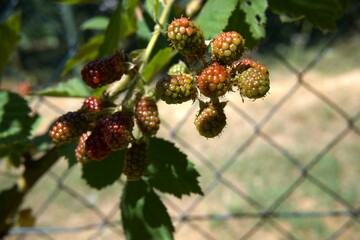 Green blackberry fruit in the garden.