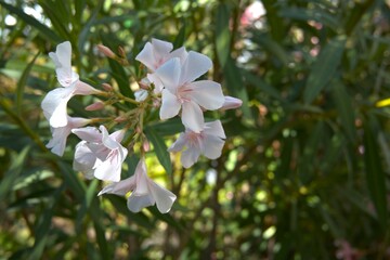 White oleander flower close up for background.