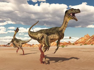 Selbstklebende Fototapeten Dinosaurier Ornitholestes in einer Wüstenlandschaft © Michael Rosskothen