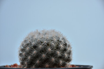 Variety of green cactus plants in pots. Cactus farming as a hobby concept.
