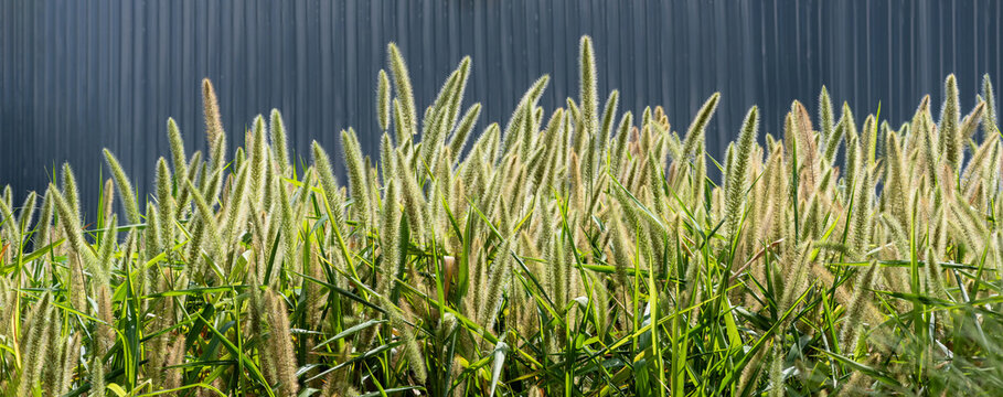 Setaria geniculata green grass planted in rows beautiful