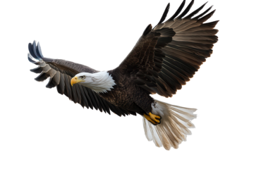 Bald eagle soaring majestically through the sky with wings outstretched against a transparent background during daylight hours