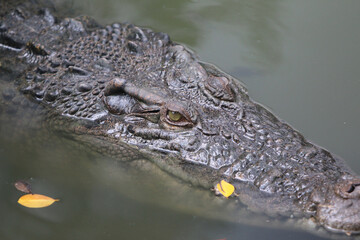 Fototapeta premium Apex Predator: A striking close-up showcases a formidable crocodile, its rugged skin and piercing gaze underscoring its dominance within its aquatic realm.