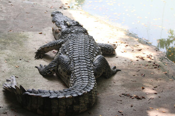 Sun-kissed Crocodile: This photo captures a formidable crocodile basking in the sun, its textured hide gleaming. It is a raw display of untamed beauty, captured with a sense of calm.