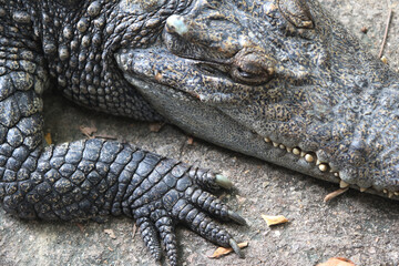 Obraz premium Close-up of Crocodile: Detailed close-up of a crocodile's head and front legs, showcasing its textured skin, powerful claws, and sharp teeth.