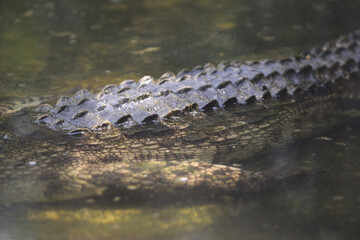 Apex Predator in Sluggish Waters: A top-down, close-up capture reveals a formidable crocodile's armored back and tail gliding just beneath the murky surface. A silent hunter. 
