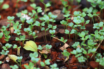 Emerging Life: A captivating close-up showcases vibrant seedlings reaching towards the light,...