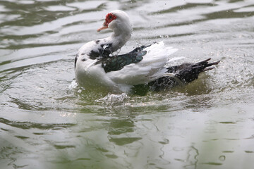 Splashing Muscovy Duck: Capturing the playful and invigorating moment as a Muscovy duck frolics and...