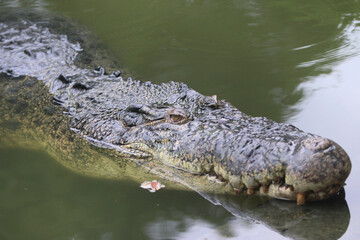 Crocodile in water: A formidable crocodile, a master of its aquatic domain, floats serenely in...