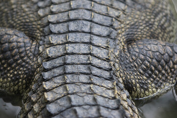Obraz premium Crocodile's Textured Armor: A close-up view reveals the intricate pattern and rugged texture of a crocodile's scaled skin, showcasing its formidable defense and ancient lineage.