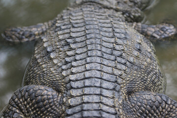 Crocodile's Armored Texture: A detailed view captures the robust, textured, and armored back of a...
