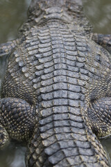 Fototapeta premium Crocodile's Scaled Armor: An up-close view of a crocodile's textured back, revealing intricate patterns and the rugged beauty of its scaled armor, evoking the primordial spirit of the wild.