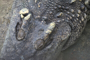Alligator Head Skin Texture: A detailed, close-up shot of an alligator's rugged, textured skin and...