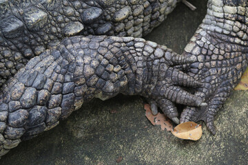 Crocodile Scales and Claw: An alligator with rugged hide. Close-up revealing its scaled skin texture and strong claw in their natural habitat, emphasizing the raw beauty of wildlife.