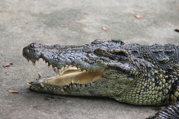 Obraz premium Apex Predator: A detailed close-up captures the formidable presence of a crocodile, its rough scales and powerful jaws. Evoking a sense of primeval strength and the raw power of the wild.