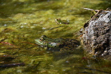 A green frog sitting still in shallow water covered with algae and moss, blending into its natural environment.