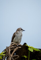 Yellow-vented Bulbul (Merbah Sampah): Watchful Gaze Against the Sky