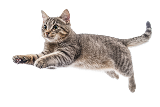 Jumping shorthair cat leaps gracefully in a playful display on isolated transparent background