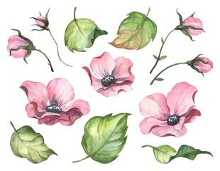 Set of hand painted watercolor tea rose blossoms and detailed green leaves, on transparent background. Floral elements for designing greeting cards, wedding stationery and patterns