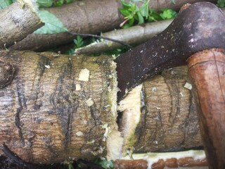 Cutting papaya tree with an iron axe.Cutting a big papaya branch with an iron axe,Cutting down a huge papaya tree with an iron axe.