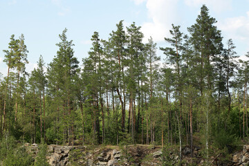 Coniferous forest near the cliff