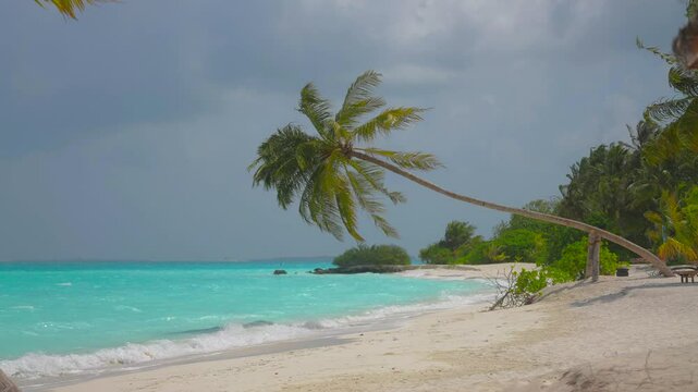 Fresh tropical coconut palm leaves tree in the nature
