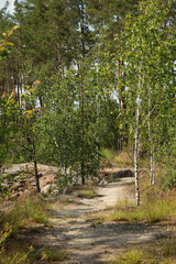 Hiking trail in a summer coniferous forest