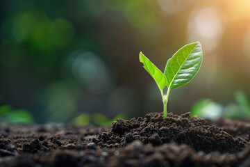 Young Plant Growing in Soil
