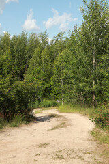 Hiking trail in a summer coniferous forest