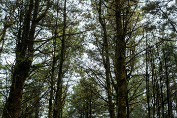 Natural environment of dense forest with diffused light between branches
