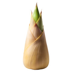 Fresh bamboo shoot vegetable ingredient for asian cuisine food photography on transparent background
