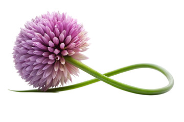 Isolated chive blossom photo, purple flower with looping stem, floral image on transparent background