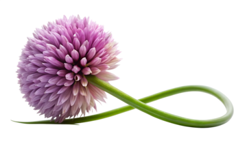 Isolated chive blossom photo, purple flower with looping stem, floral image on transparent background