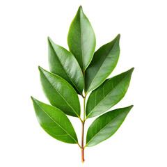 Fresh green leaves botanical nature foliage plant branch greenery isolated flora on transparent background