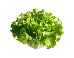 Realistic 3D style image of a floating lettuce head, PNG
