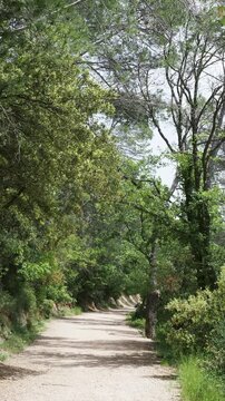 Paysage de la Provence verte dans le Var. Sentier ombrag&eacute; des Pr&egrave;s Neufs autour du lac de Carc&egrave;s ou lac Sainte Suzanne bord&eacute; de hauts pins et ch&ecirc;nes blancs
