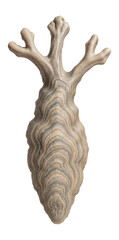 Elongated stromatolite structure with branching, tree-like morphology