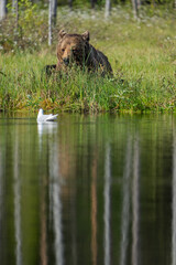 Brown bear resting near pond with seagull swimming in finland