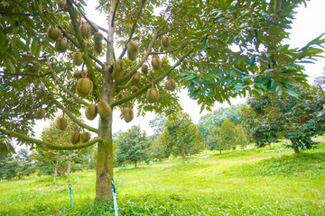 Durian Tree in Lush Orchard with Green Grass and Dense Foliage