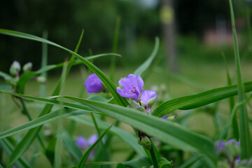Close-up of Tradescantia virginiana flower with vibrant purple petals and yellow stamens in fresh...