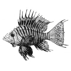 Grayscale Pterois Fish - Detailed Marine Predator