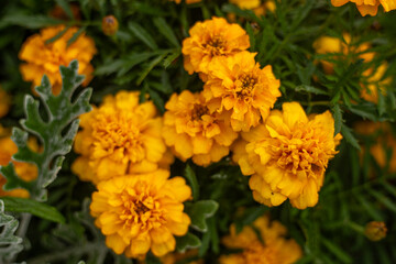 Bright yellow marigold buds on green background. Garden flowerbed with blooming tegets. Fragrant...