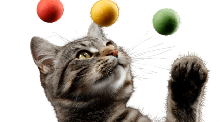 cat with a ball of yarn