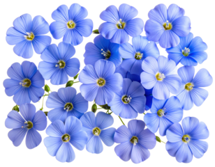 Top View Flat Lay of Multiple Flax Flowers, isolated on a transparent background.