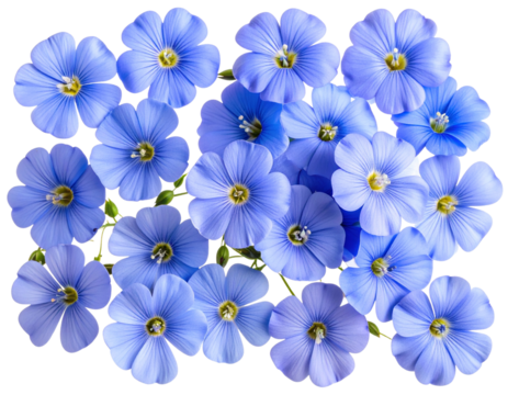 Top View Flat Lay of Multiple Flax Flowers, isolated on a transparent background.