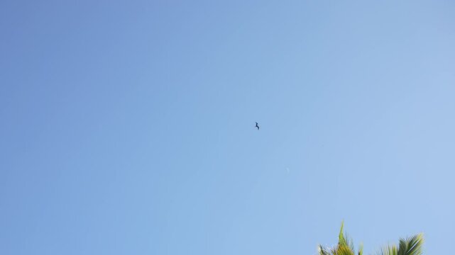 Halloween cartoon flying bats animation on a green background. 4K