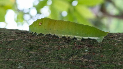 Green caterpillar, a vibrant insect larva, rests on a leaf in a close-up, isolated nature shot, perfect for showcasing wildlife