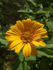 Vibrant Yellow Heliopsis Flower in Full Summer Bloom