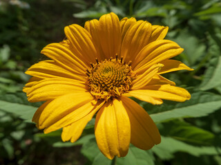 Golden Yellow Heliopsis Flower with Green Background