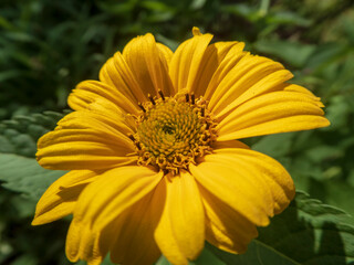 Detailed shot of a bright yellow Heliopsis flower in natural light